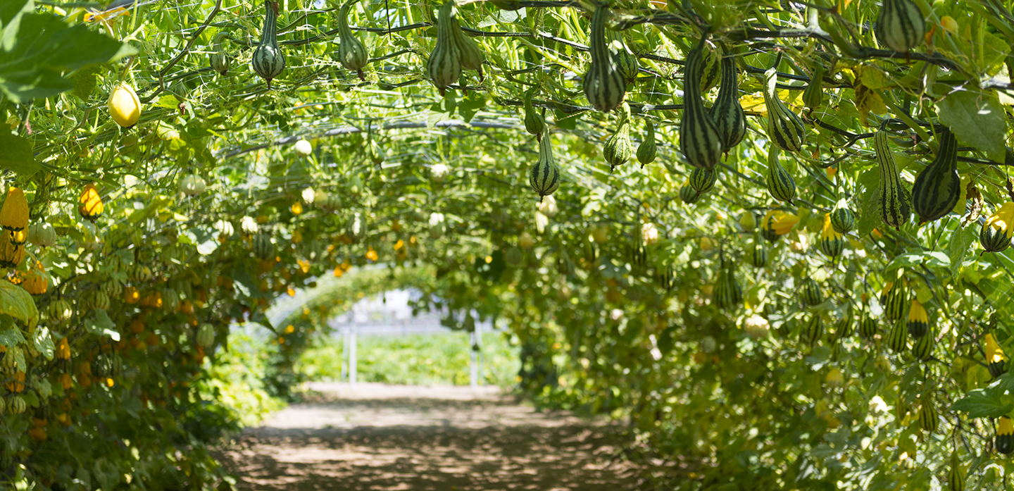 Linea Risotti Pronti Gourmet - Azienda Agricola Valleri